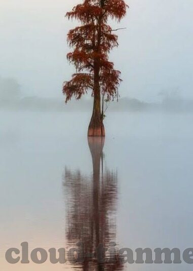 麻豆搞笑视频-麻豆逗趣，欢乐解码网络的微小宇宙